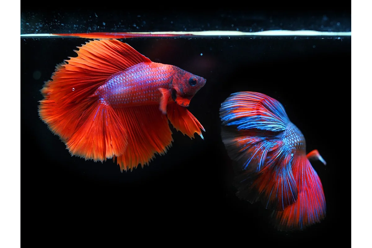 How to Cycle an Aquarium (Beginner Guide)