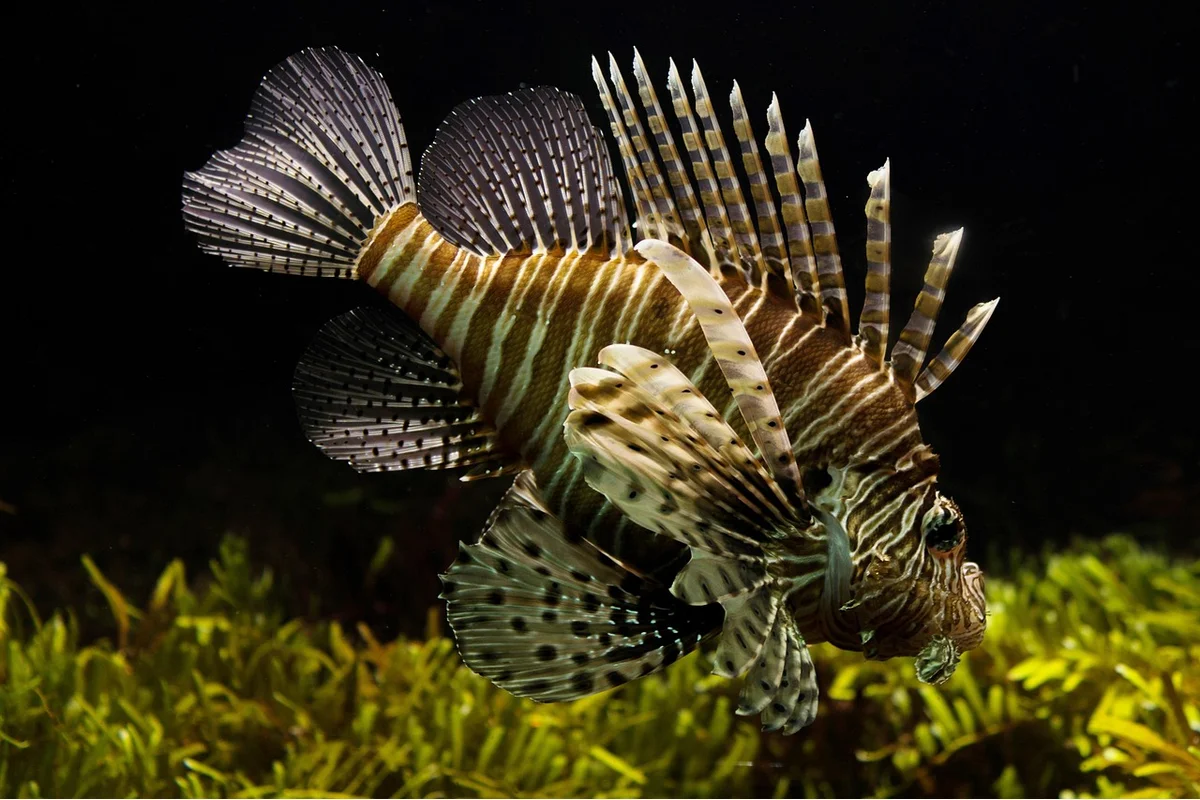 Fish feeding
