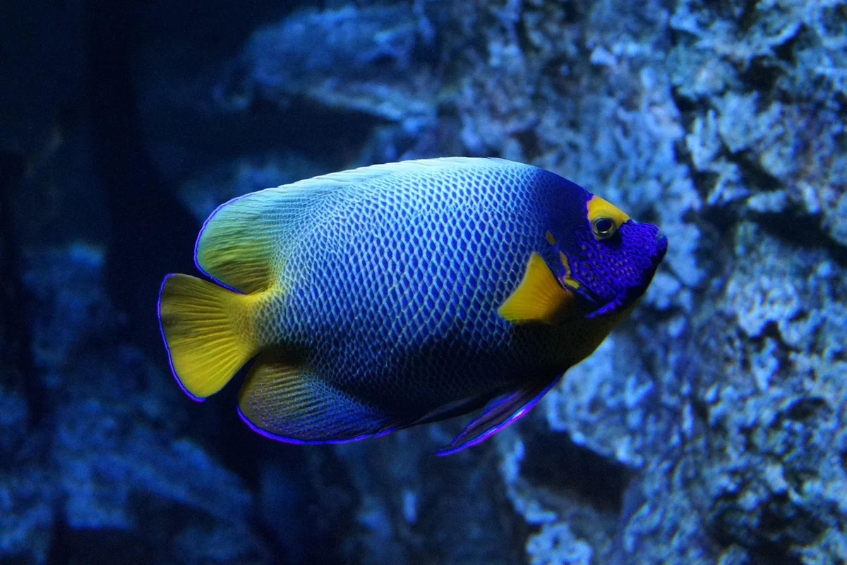 Fish eating pellets