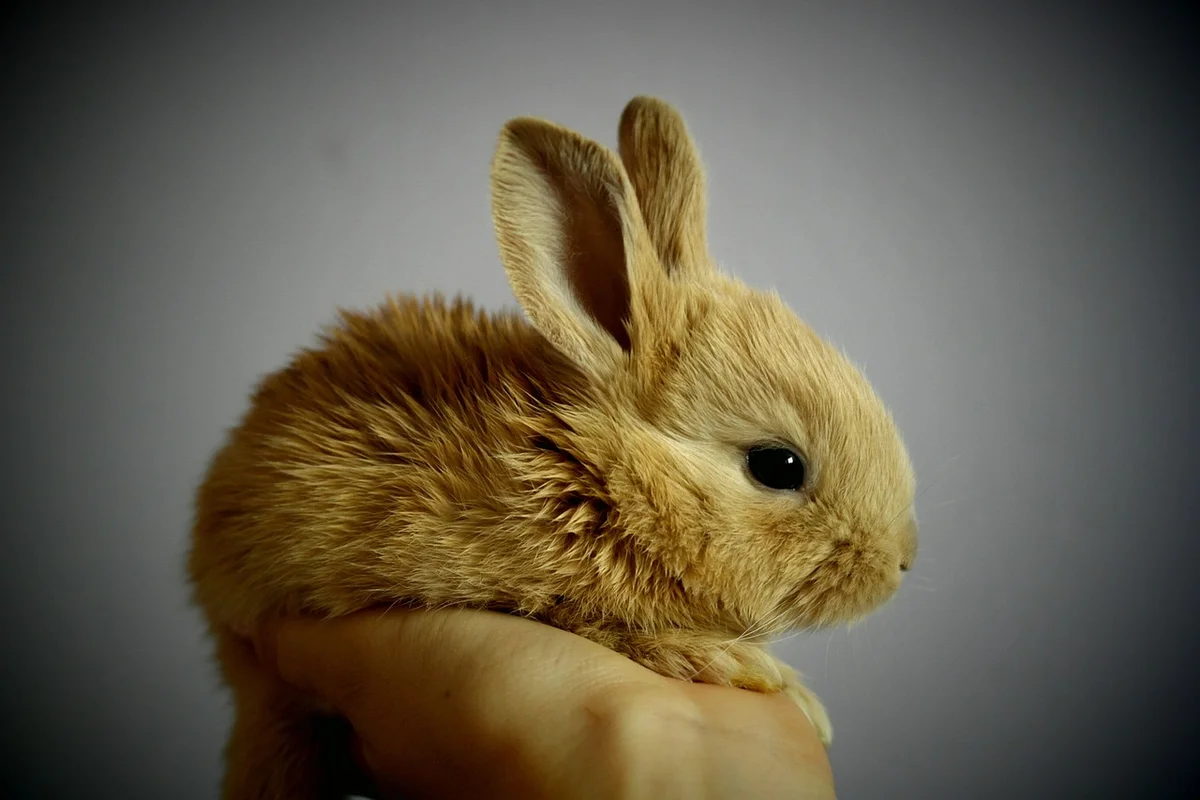 Rabbit Proofing Your Home