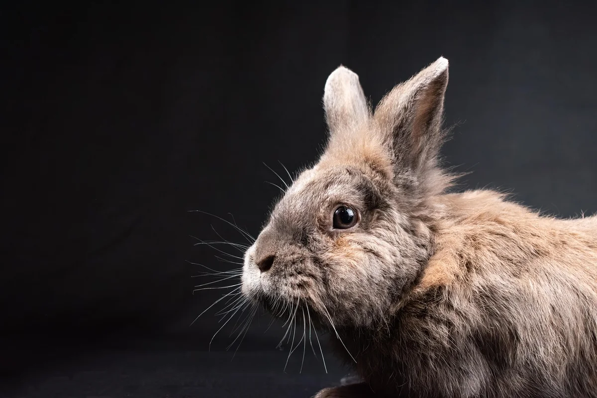 Rabbit treats
