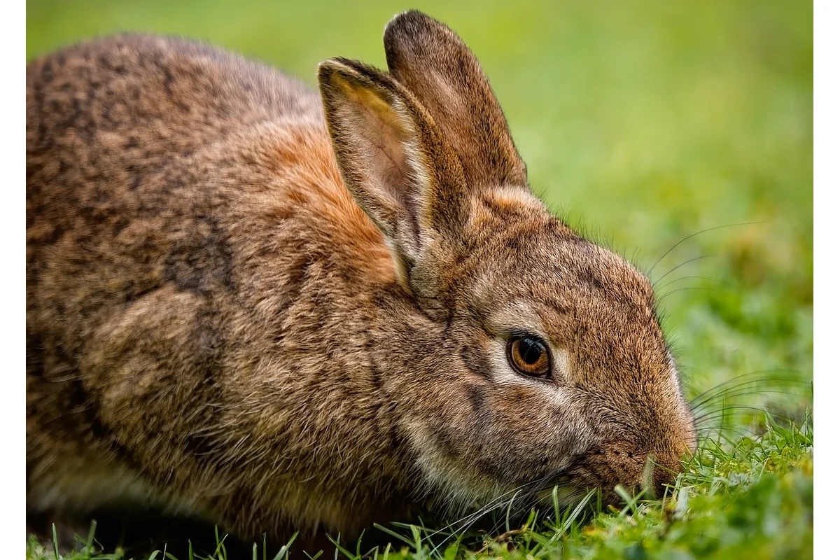 Rabbit eating