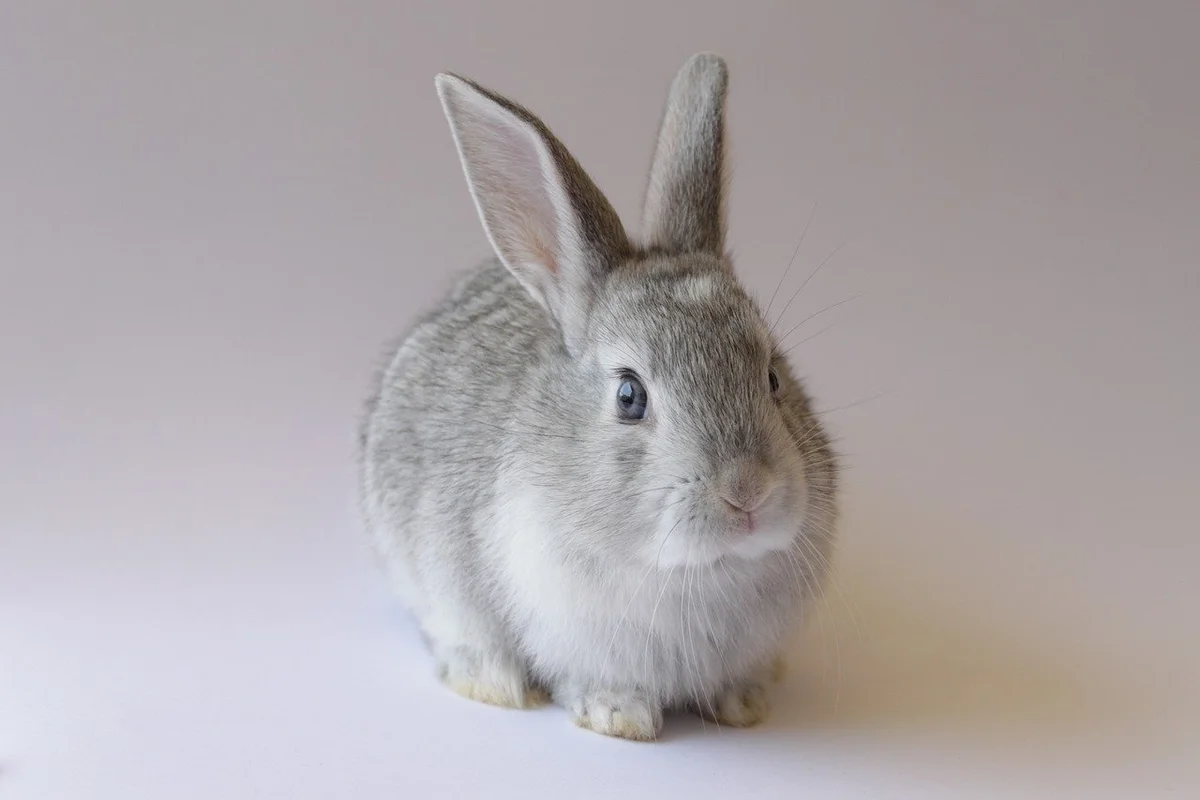 Rabbit drinking water