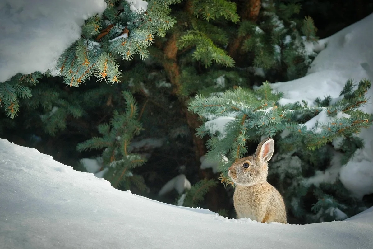 Holland lop rabbit