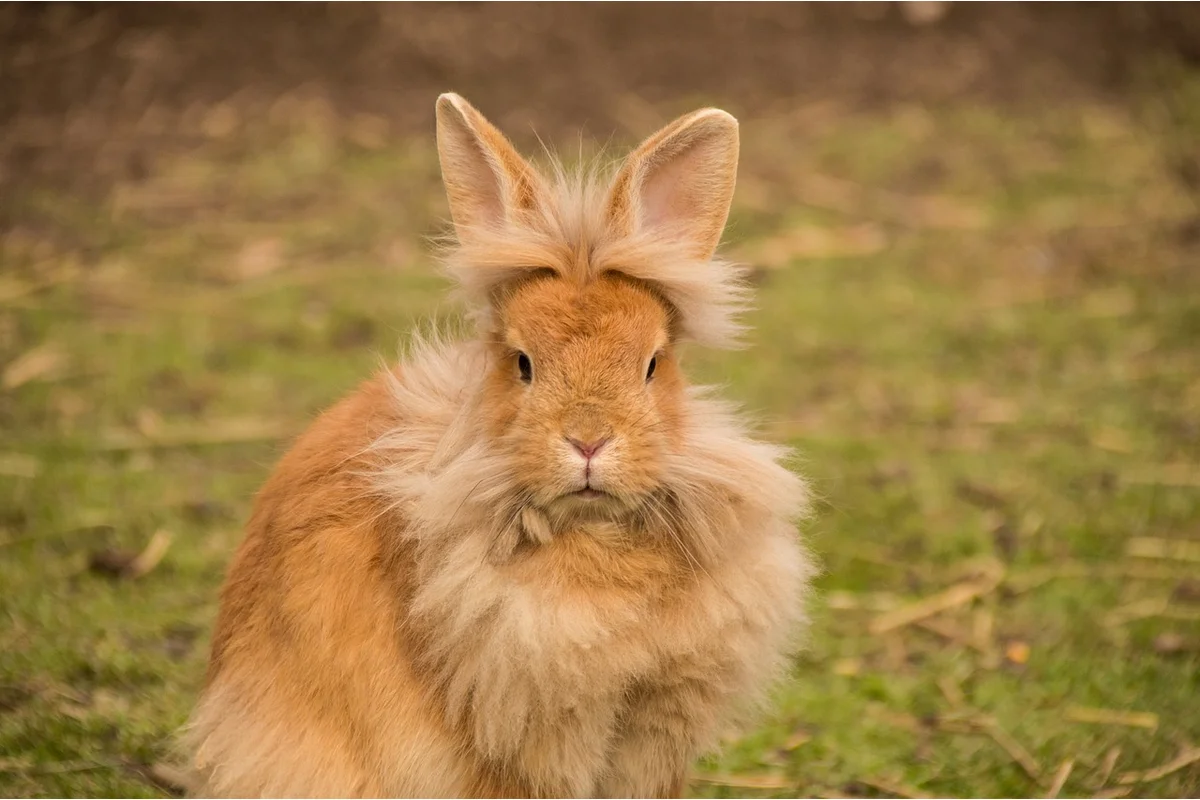 Netherland dwarf rabbit