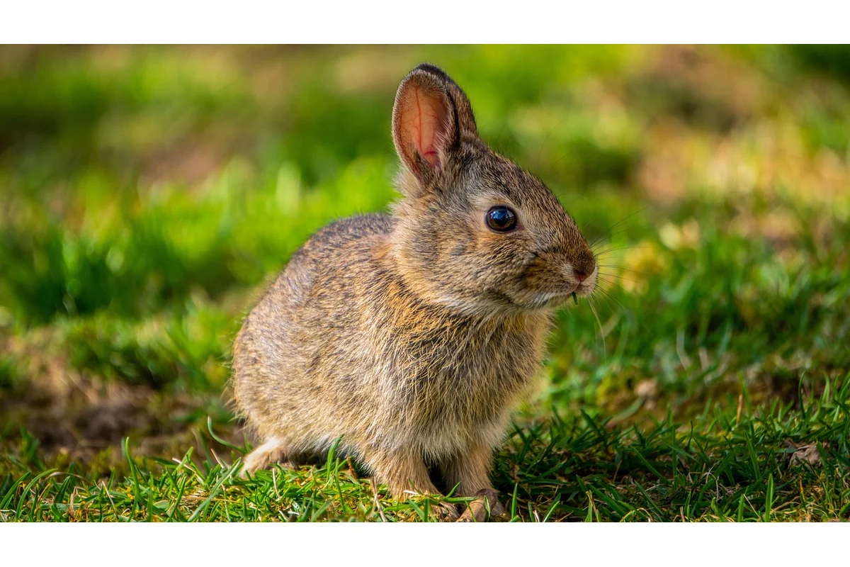 Lionhead rabbit