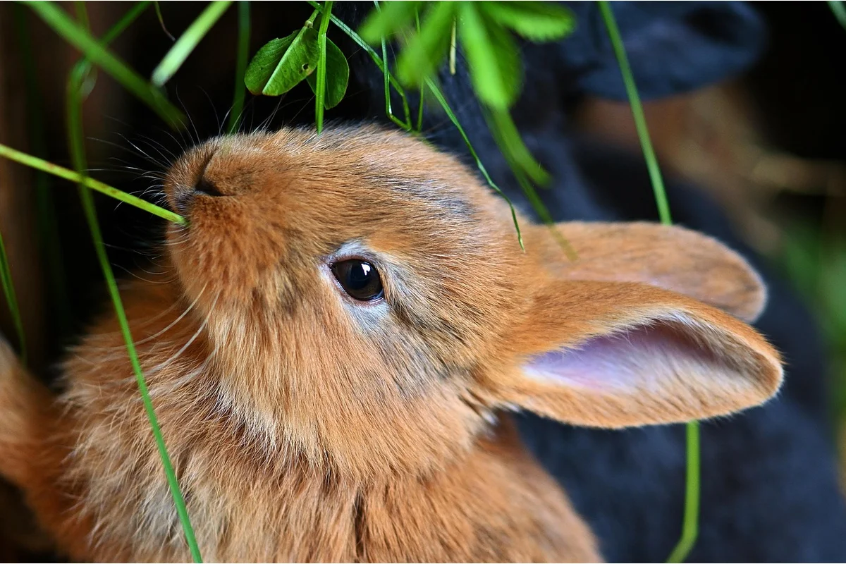 Rabbit GI Stasis Warning Signs and When to Act