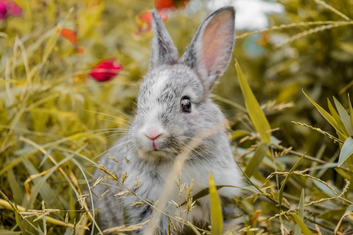 Rabbit Grooming Basics for a Healthy Coat