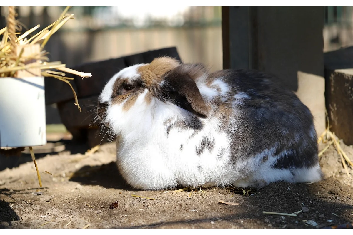 English Angora rabbit