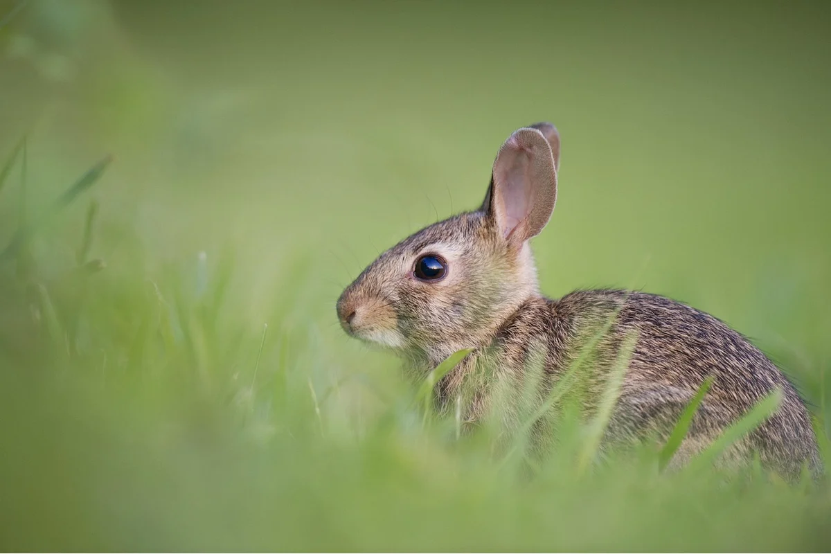 Hay Types for Rabbits: Timothy, Orchard, and More