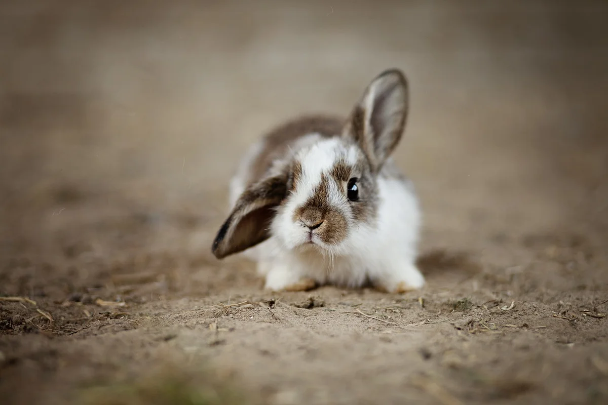 Rabbit grooming