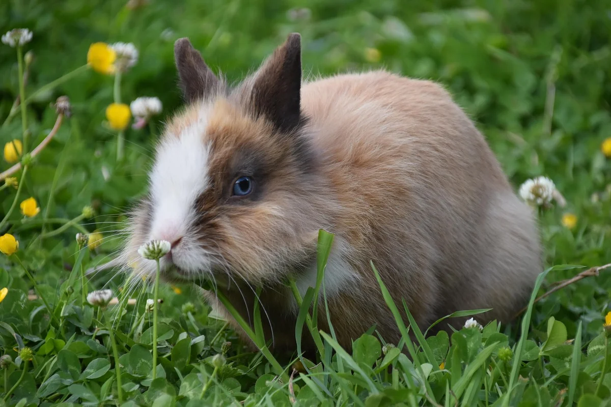 Rabbit Bonding Basics