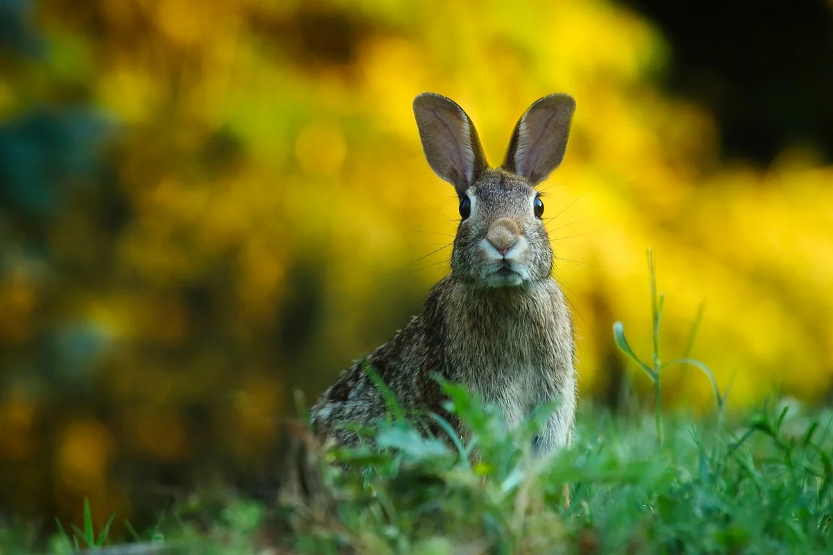 Rabbit ears