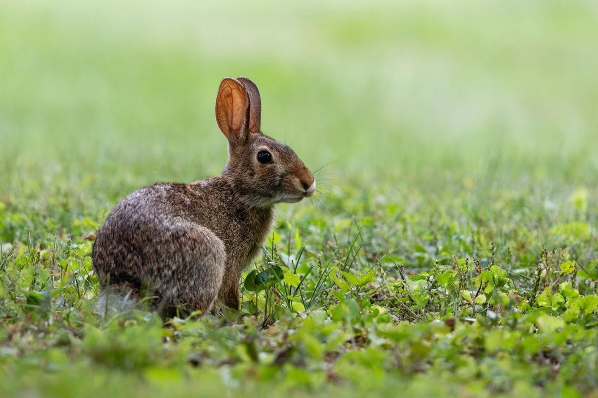 Rabbit in shade