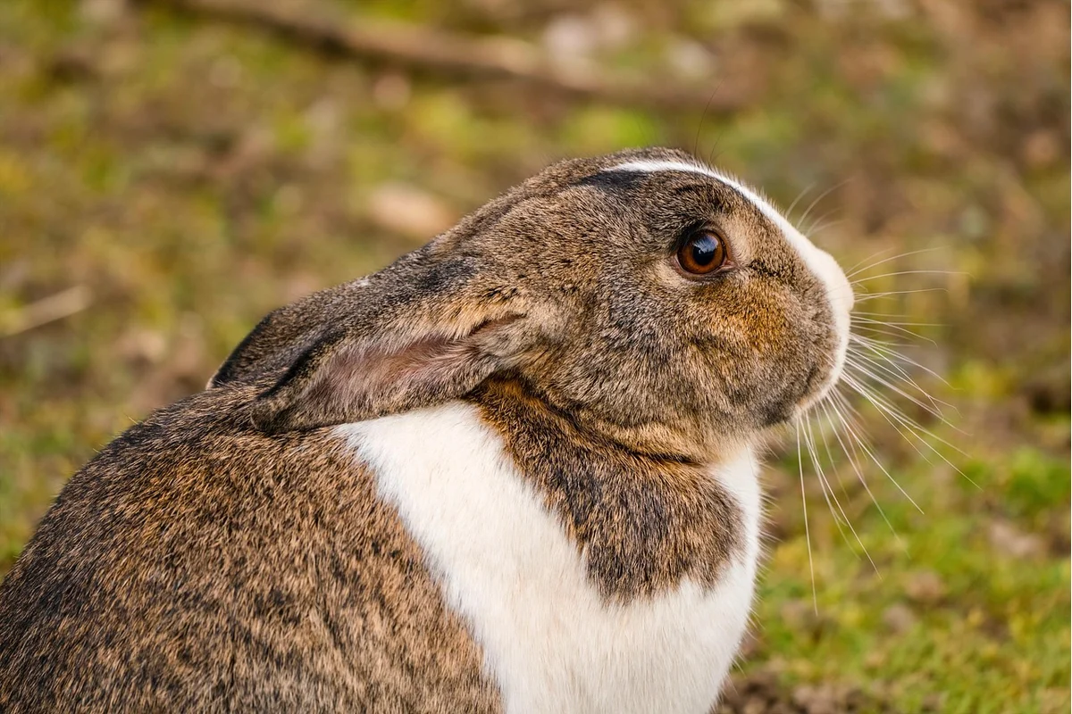 Rabbit at vet