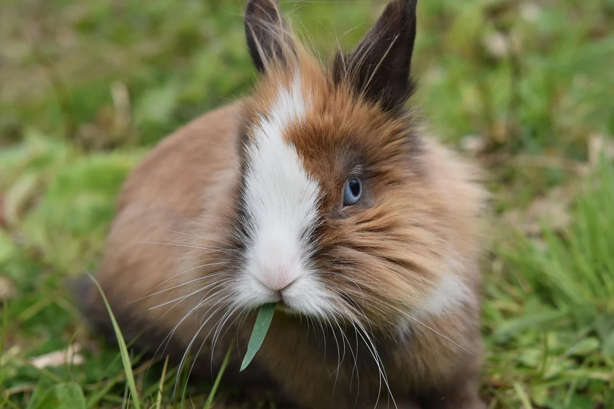 Rabbit pellets